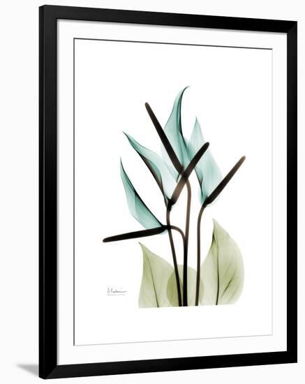 Soft Anthurium-Albert Koetsier-Framed Premium Giclee Print