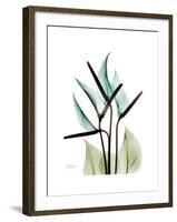 Soft Anthurium-Albert Koetsier-Framed Premium Giclee Print