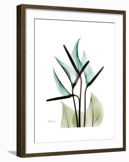 Soft Anthurium-Albert Koetsier-Framed Premium Giclee Print