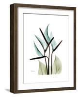 Soft Anthurium-Albert Koetsier-Framed Premium Giclee Print