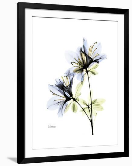 Soft Azalea Portrait-Albert Koetsier-Framed Premium Giclee Print