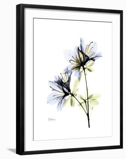 Soft Azalea Portrait-Albert Koetsier-Framed Premium Giclee Print