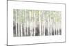 Soft Birches Charcoal-James Wiens-Mounted Art Print