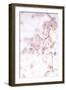 Soft Blooms II-Karyn Millet-Framed Photographic Print