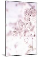 Soft Blooms II-Karyn Millet-Mounted Photographic Print