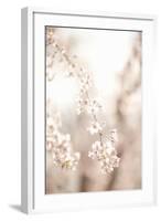 Soft Blooms III-Karyn Millet-Framed Photographic Print