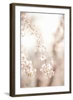 Soft Blooms III-Karyn Millet-Framed Photographic Print