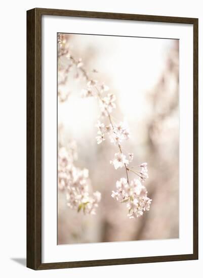 Soft Blooms III-Karyn Millet-Framed Photographic Print