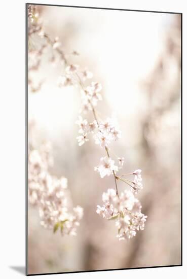 Soft Blooms III-Karyn Millet-Mounted Photographic Print