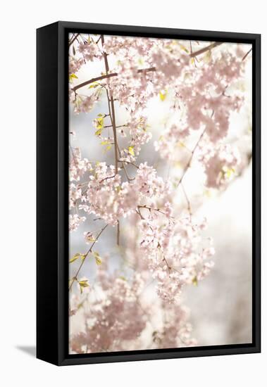 Soft Blooms V-Karyn Millet-Framed Stretched Canvas