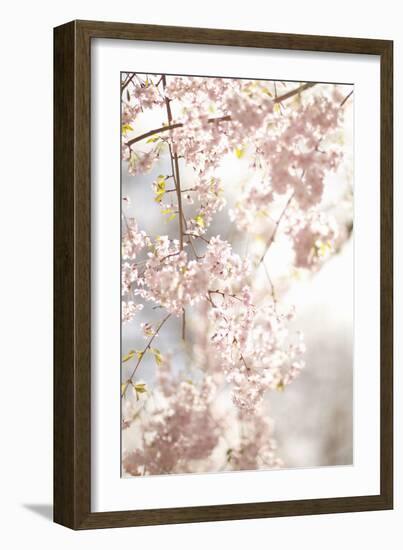 Soft Blooms V-Karyn Millet-Framed Photographic Print