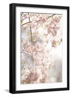 Soft Blooms V-Karyn Millet-Framed Photographic Print