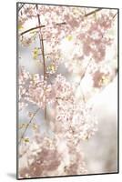 Soft Blooms V-Karyn Millet-Mounted Photographic Print