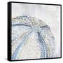 Soft Blue Sea Urchin-Eli Jones-Framed Stretched Canvas