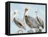 Soft Brown Pelican III-Stellar Design Studio-Framed Stretched Canvas