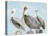 Soft Brown Pelican III-Stellar Design Studio-Stretched Canvas