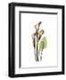 Soft Calla Lily Portrait-Albert Koetsier-Framed Art Print