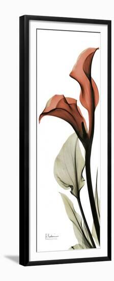 Soft CallaLily-Albert Koetsier-Framed Premium Giclee Print