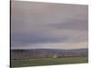 Soft Clouds with Ice Cream Van, Bristol Downs, January-Tom Hughes-Stretched Canvas