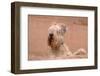 Soft Coated Wheaten Terrier Looking over Adobe Wall-Zandria Muench Beraldo-Framed Photographic Print