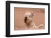 Soft Coated Wheaten Terrier Looking over Adobe Wall-Zandria Muench Beraldo-Framed Photographic Print