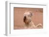 Soft Coated Wheaten Terrier Looking over Adobe Wall-Zandria Muench Beraldo-Framed Photographic Print