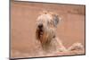Soft Coated Wheaten Terrier Looking over Adobe Wall-Zandria Muench Beraldo-Mounted Photographic Print