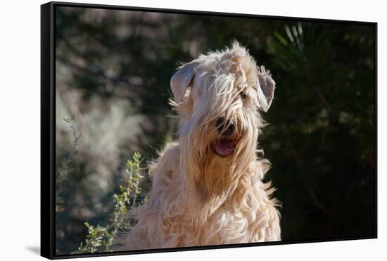 Soft Coated Wheaten Terrier Portrait-Zandria Muench Beraldo-Framed Stretched Canvas