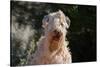 Soft Coated Wheaten Terrier Portrait-Zandria Muench Beraldo-Stretched Canvas