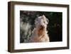 Soft Coated Wheaten Terrier Portrait-Zandria Muench Beraldo-Framed Photographic Print