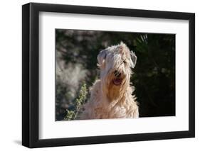 Soft Coated Wheaten Terrier Portrait-Zandria Muench Beraldo-Framed Photographic Print