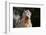 Soft Coated Wheaten Terrier Portrait-Zandria Muench Beraldo-Framed Photographic Print