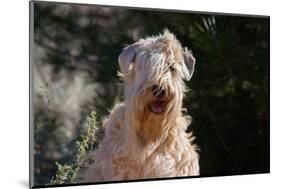 Soft Coated Wheaten Terrier Portrait-Zandria Muench Beraldo-Mounted Photographic Print