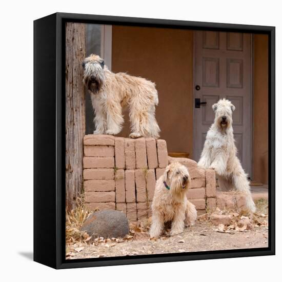 Soft Coated Wheaten Terriers Hanging Out-Zandria Muench Beraldo-Framed Stretched Canvas