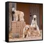 Soft Coated Wheaten Terriers Hanging Out-Zandria Muench Beraldo-Framed Stretched Canvas