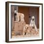 Soft Coated Wheaten Terriers Hanging Out-Zandria Muench Beraldo-Framed Photographic Print
