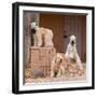 Soft Coated Wheaten Terriers Hanging Out-Zandria Muench Beraldo-Framed Photographic Print