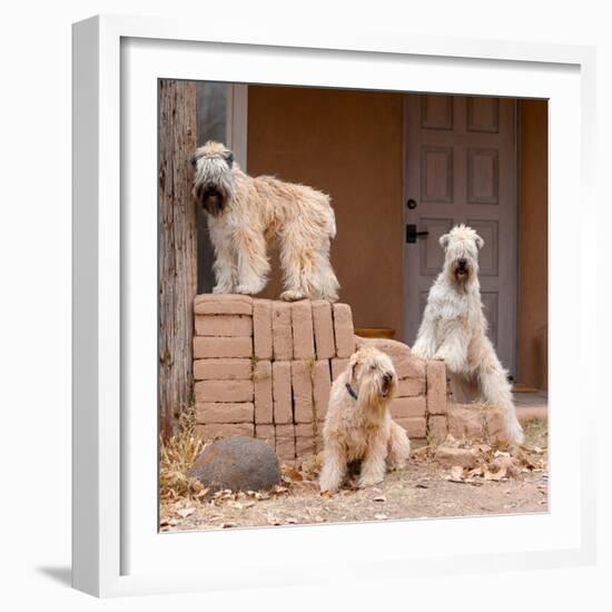 Soft Coated Wheaten Terriers Hanging Out-Zandria Muench Beraldo-Framed Photographic Print