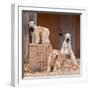 Soft Coated Wheaten Terriers Hanging Out-Zandria Muench Beraldo-Framed Photographic Print