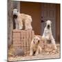 Soft Coated Wheaten Terriers Hanging Out-Zandria Muench Beraldo-Mounted Photographic Print