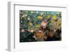 Soft Coral and Reef Fish, Aliwal Shoal, KwaZulu-Natal, South Africa-Pete Oxford-Framed Photographic Print