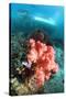 Soft Coral And Sea Squirts-Georgette Douwma-Stretched Canvas