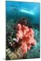 Soft Coral And Sea Squirts-Georgette Douwma-Mounted Premium Photographic Print