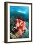 Soft Coral And Sea Squirts-Georgette Douwma-Framed Photographic Print