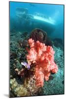 Soft Coral And Sea Squirts-Georgette Douwma-Mounted Photographic Print
