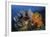 Soft Coral Colonies and Gorgonians on a Coral Reef in Indonesia-Stocktrek Images-Framed Photographic Print