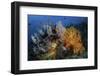 Soft Coral Colonies and Gorgonians on a Coral Reef in Indonesia-Stocktrek Images-Framed Photographic Print