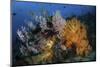 Soft Coral Colonies and Gorgonians on a Coral Reef in Indonesia-Stocktrek Images-Mounted Photographic Print