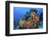 Soft Coral Colonies Thrive on a Reef in Komodo National Park, Indonesia-Stocktrek Images-Framed Photographic Print