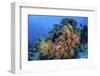 Soft Coral Colonies Thrive on a Reef in Komodo National Park, Indonesia-Stocktrek Images-Framed Photographic Print